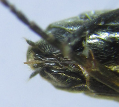 Strongylogaster mixta