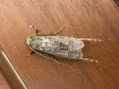 Gerontha acrosthenia