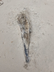 Phocoena phocoena