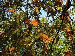 Quercus × dysophylla