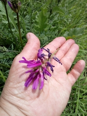 Astragalus onobrychis