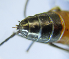 Strongylogaster mixta