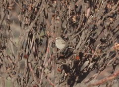 Crithagra leucoptera