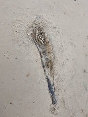 Phocoena phocoena