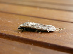 Gerontha acrosthenia