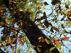 Quercus × dysophylla