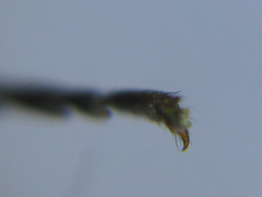 Strongylogaster mixta