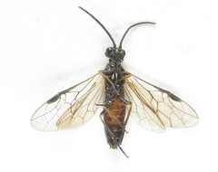 Strongylogaster mixta