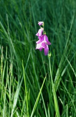 Gladiolus imbricatus
