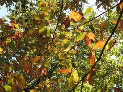 Quercus × dysophylla