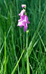 Gladiolus imbricatus