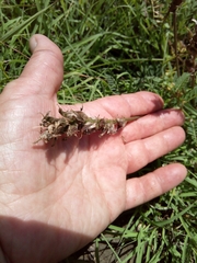 Astragalus onobrychis