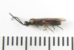 Strongylogaster mixta