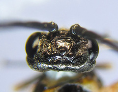 Strongylogaster mixta