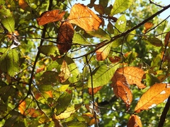 Quercus × dysophylla