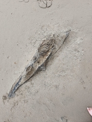 Phocoena phocoena