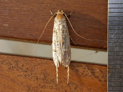 Gerontha acrosthenia