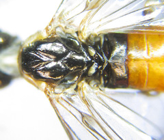 Strongylogaster mixta