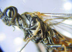 Strongylogaster mixta