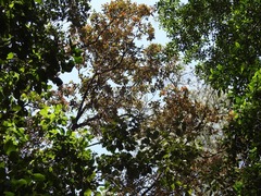 Quercus × dysophylla