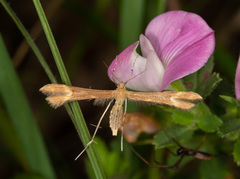 Marasmarcha lunaedactyla