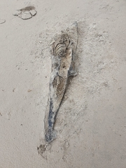 Phocoena phocoena
