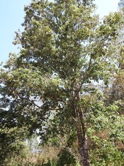 Quercus calophylla