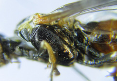 Strongylogaster mixta