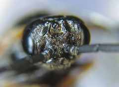 Strongylogaster mixta