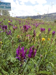Astragalus onobrychis