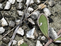 Cicindela floridana