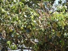 Quercus calophylla