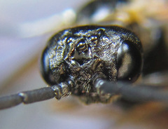 Strongylogaster mixta