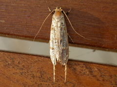 Gerontha acrosthenia