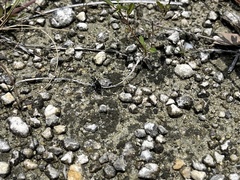 Cicindela floridana
