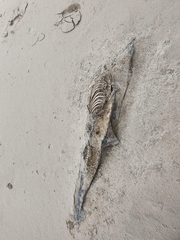 Phocoena phocoena
