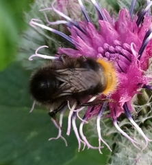 Bombus