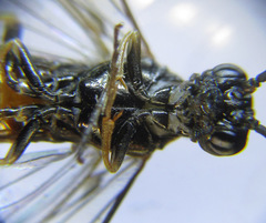Strongylogaster mixta