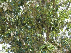 Quercus calophylla