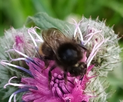Bombus