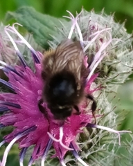 Bombus