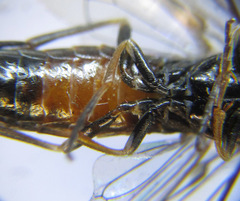 Strongylogaster mixta