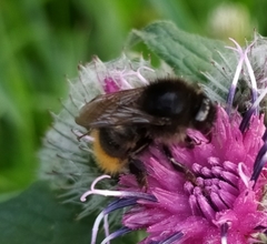 Bombus