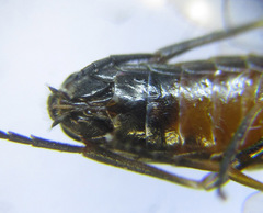 Strongylogaster mixta