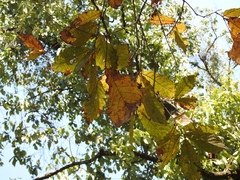 Quercus peduncularis