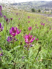 Astragalus onobrychis