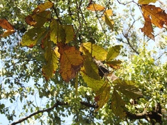 Quercus peduncularis