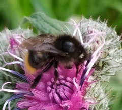 Bombus