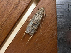 Gerontha acrosthenia