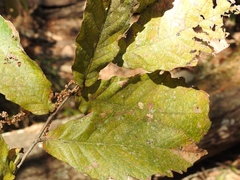Quercus peduncularis
